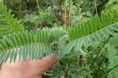 Astragalus pycnostachyus pycnostachyus