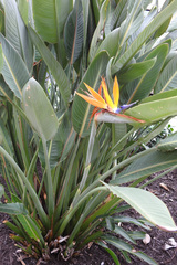 Strelitzia