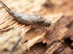 Archaeognatha