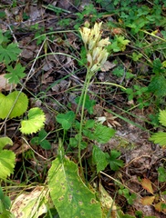 Primula veris macrocalyx