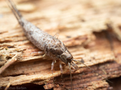 Archaeognatha