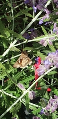 Anagrapha falcifera
