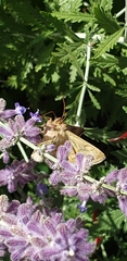Anagrapha falcifera
