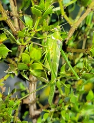 Insara elegans