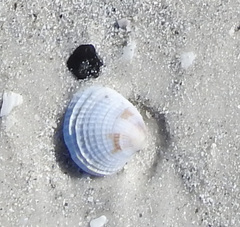 Chione elevata