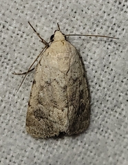 Leucocnemis perfundis