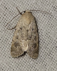 Leucocnemis perfundis