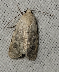 Leucocnemis perfundis