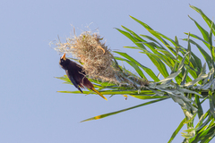 Psarocolius decumanus