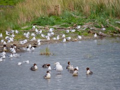 Larus glaucescens