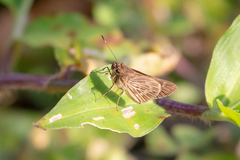 Vehilius stictomenes
