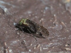 Trichadenotecnum alexanderae