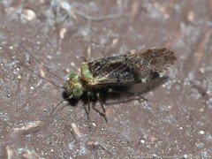 Trichadenotecnum alexanderae