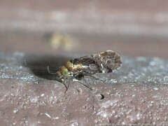 Trichadenotecnum alexanderae