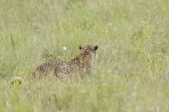 Panthera pardus pardus