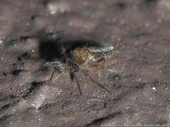 Forcipomyia