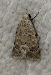 Leucocnemis perfundis