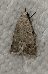 Leucocnemis perfundis