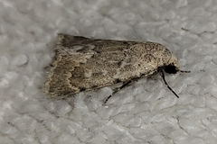 Leucocnemis perfundis