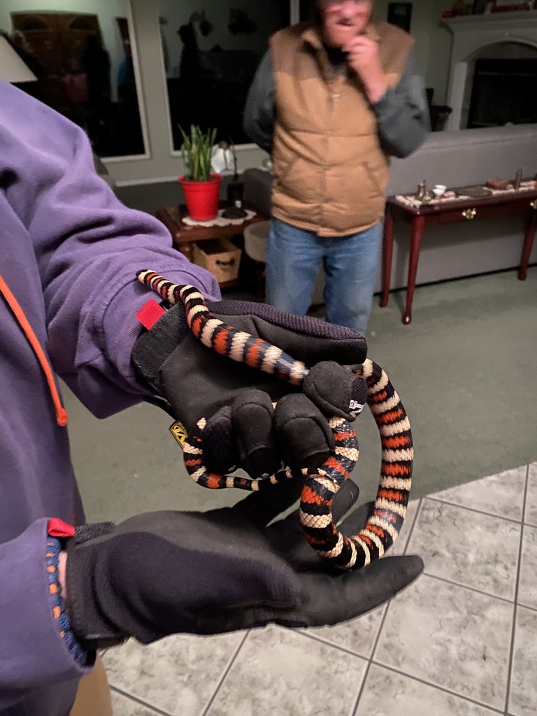 California Mountain Kingsnake In September 2022 By Jentartaglia   Large 