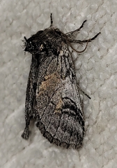 Astiptodonta aonides