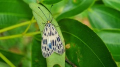Prosopandrophila distincta