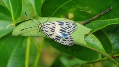 Prosopandrophila distincta