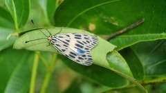 Prosopandrophila distincta