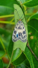 Prosopandrophila distincta