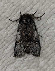 Astiptodonta aonides