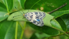 Prosopandrophila distincta