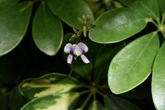 Neustanthus phaseoloides