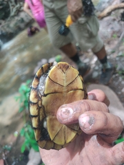 Kinosternon integrum