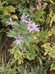 Eucephalus ledophyllus