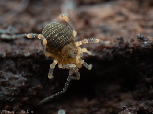 Paranonychus brunneus