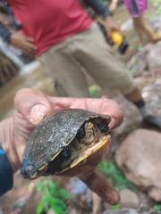 Kinosternon integrum