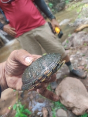 Kinosternon integrum