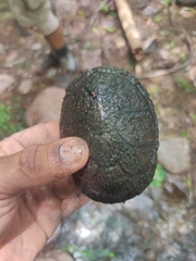 Kinosternon integrum