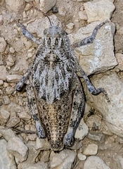 Phrynotettix robustus