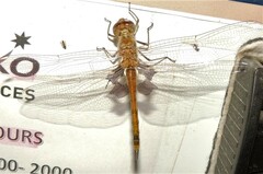 Tramea loewii