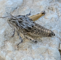 Phrynotettix robustus