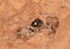 Anthophora pubescens