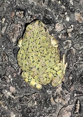 Anaxyrus debilis