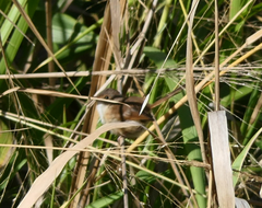 Malurus melanocephalus