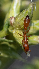 Pseudomyrmex apache