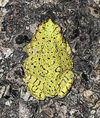Anaxyrus debilis