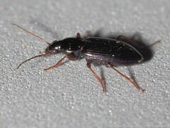 Agonum punctiforme