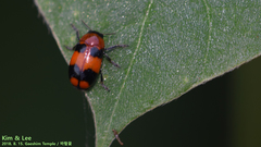 Physosmaragdina nigrifrons