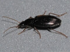 Agonum punctiforme
