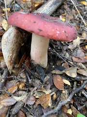 Russula nothofaginea